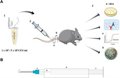Novel dalbavancin-PLLA implant coating prevents hematogenous Staphylococcus aureus infection in a minimally invasive mouse tail vein model